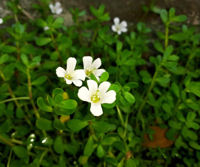 Bacopa Monnieri Medicinal Uses