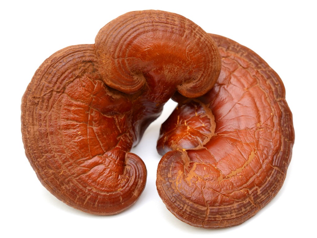 Ganoderma Benefits and Side Effects