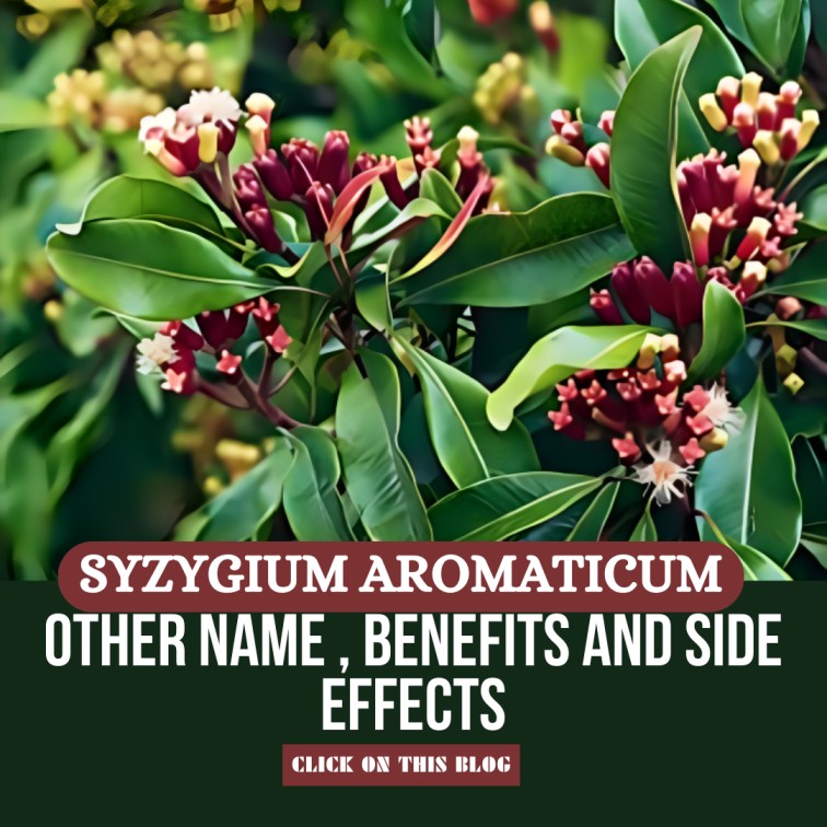Syzygium Aromaticum